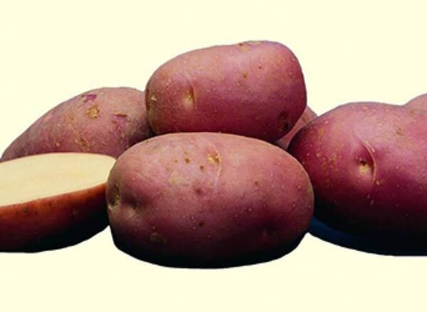 kartupelis ar piegādi Rīgā